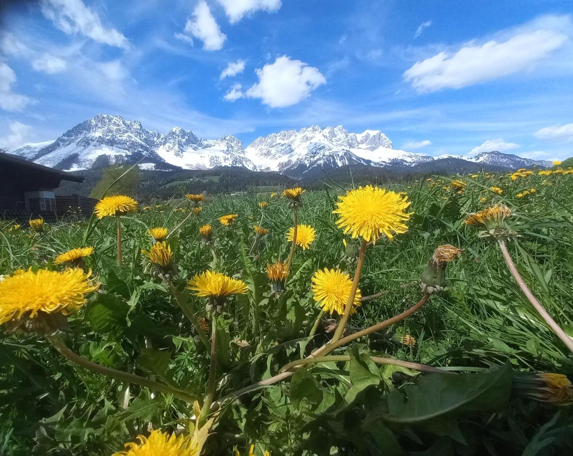 Ferienwohnung Lara Scheffau am Wilden Kaiser Exterior foto